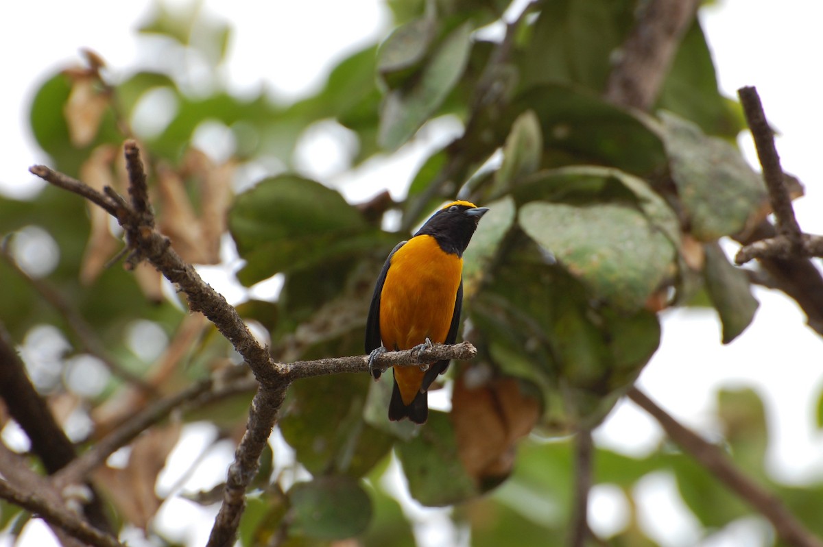 Orange-crowned Euphonia - ML465158301