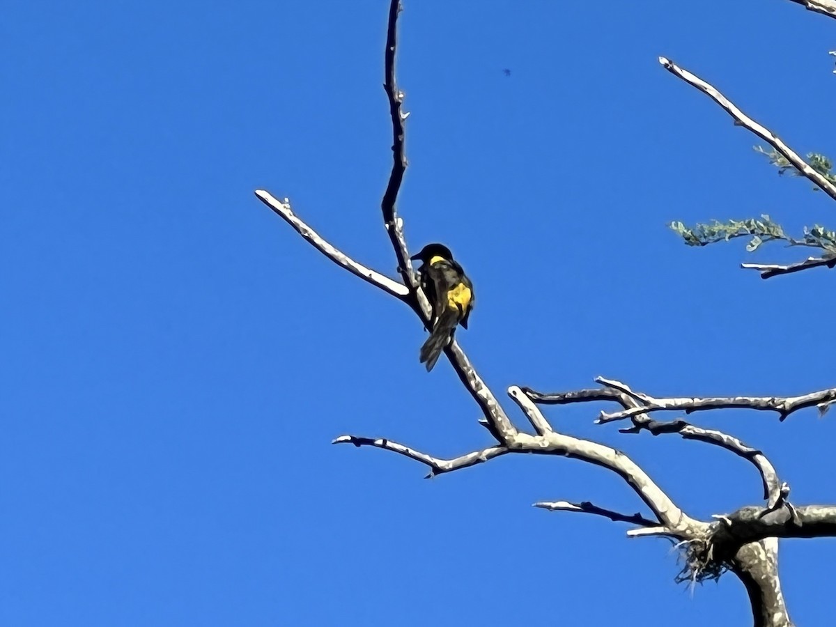 Puerto Rican Oriole - ML465159501