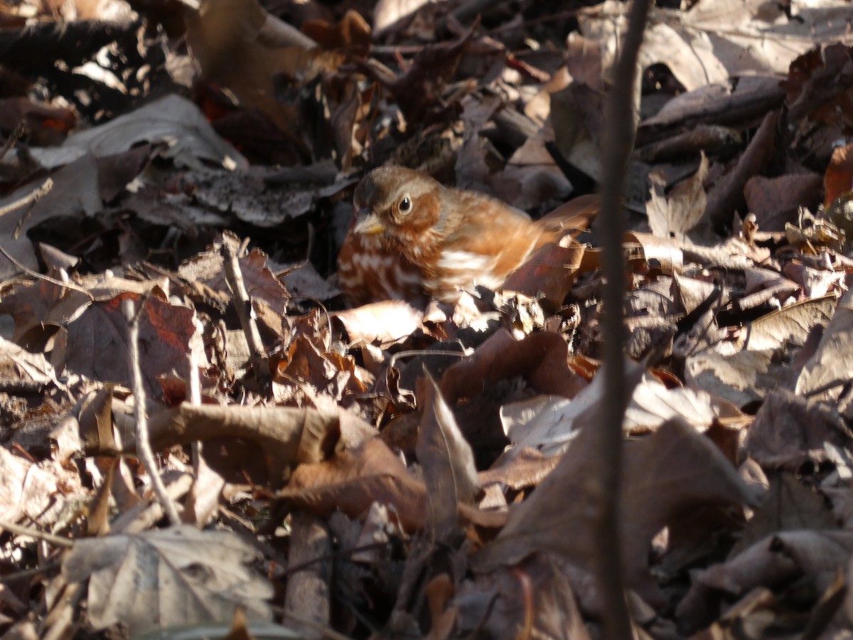 Fox Sparrow - Anonymous