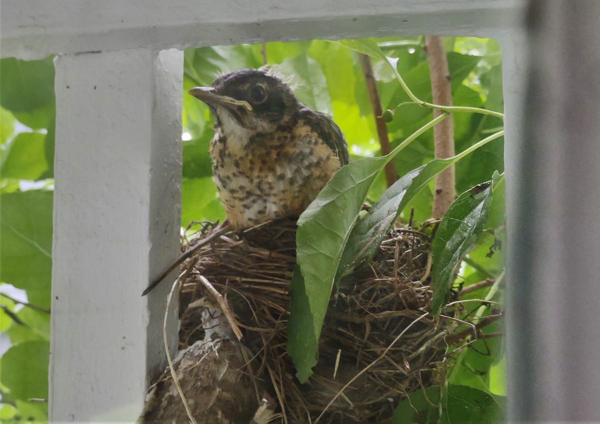 American Robin - ML465162831