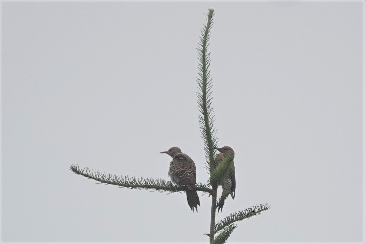 Northern Flicker - ML465163951