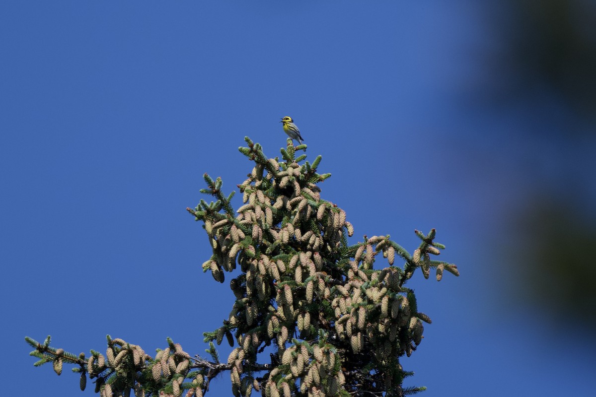 Townsend's Warbler - ML465164361