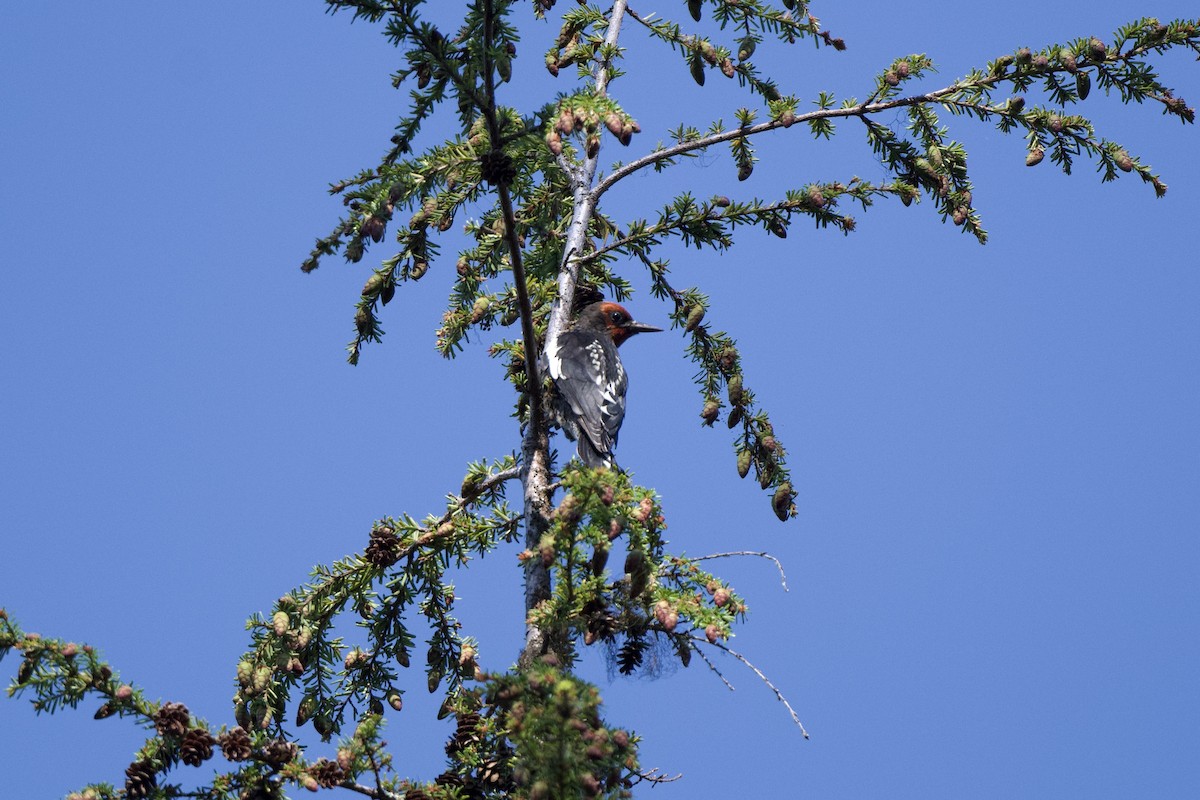 Red-breasted Sapsucker - ML465164651