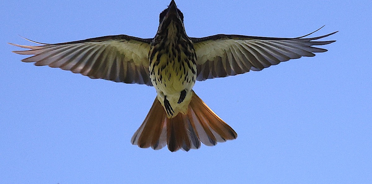 Sulphur-bellied Flycatcher - ML465168281