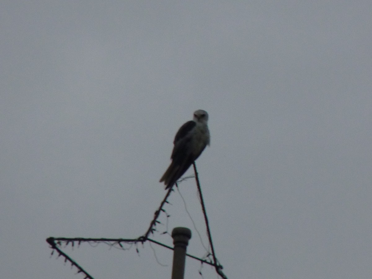 White-tailed Kite - ML465171081