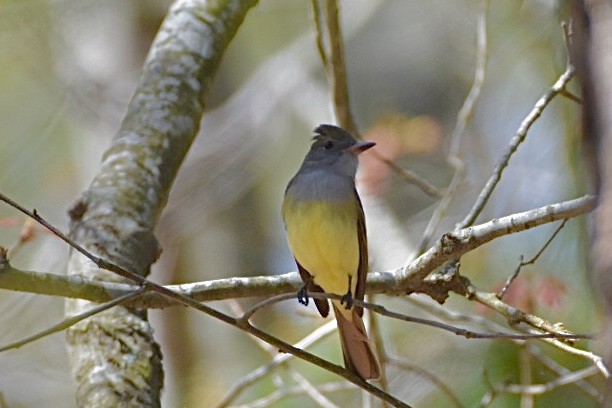 Great Crested Flycatcher - George Radcliffe