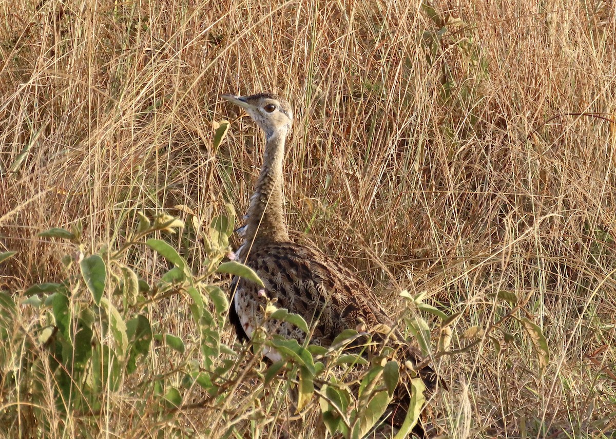 Black-bellied Bustard - ML465172401