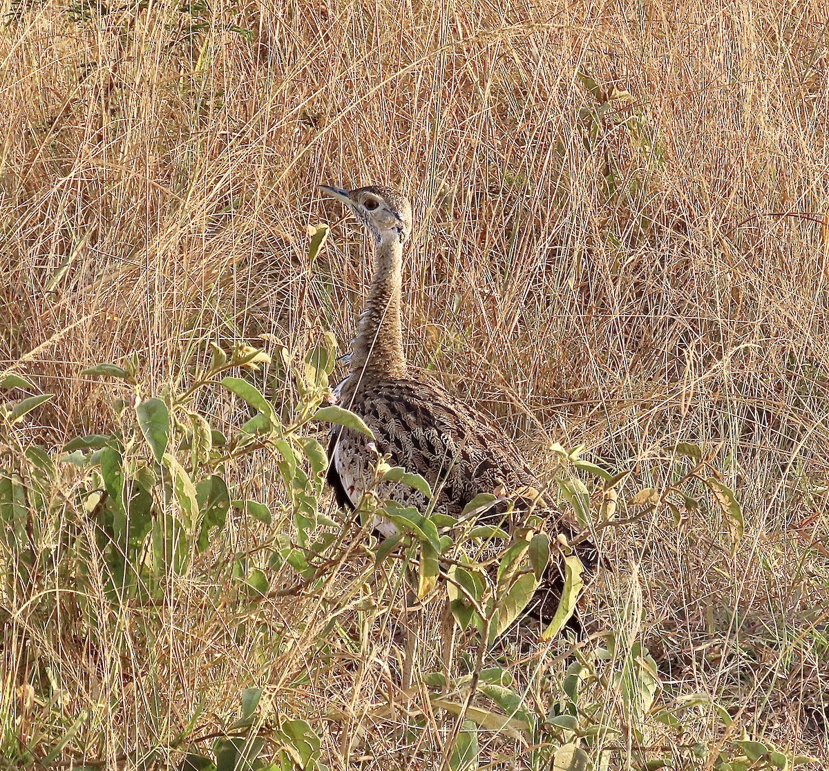 Black-bellied Bustard - ML465172421