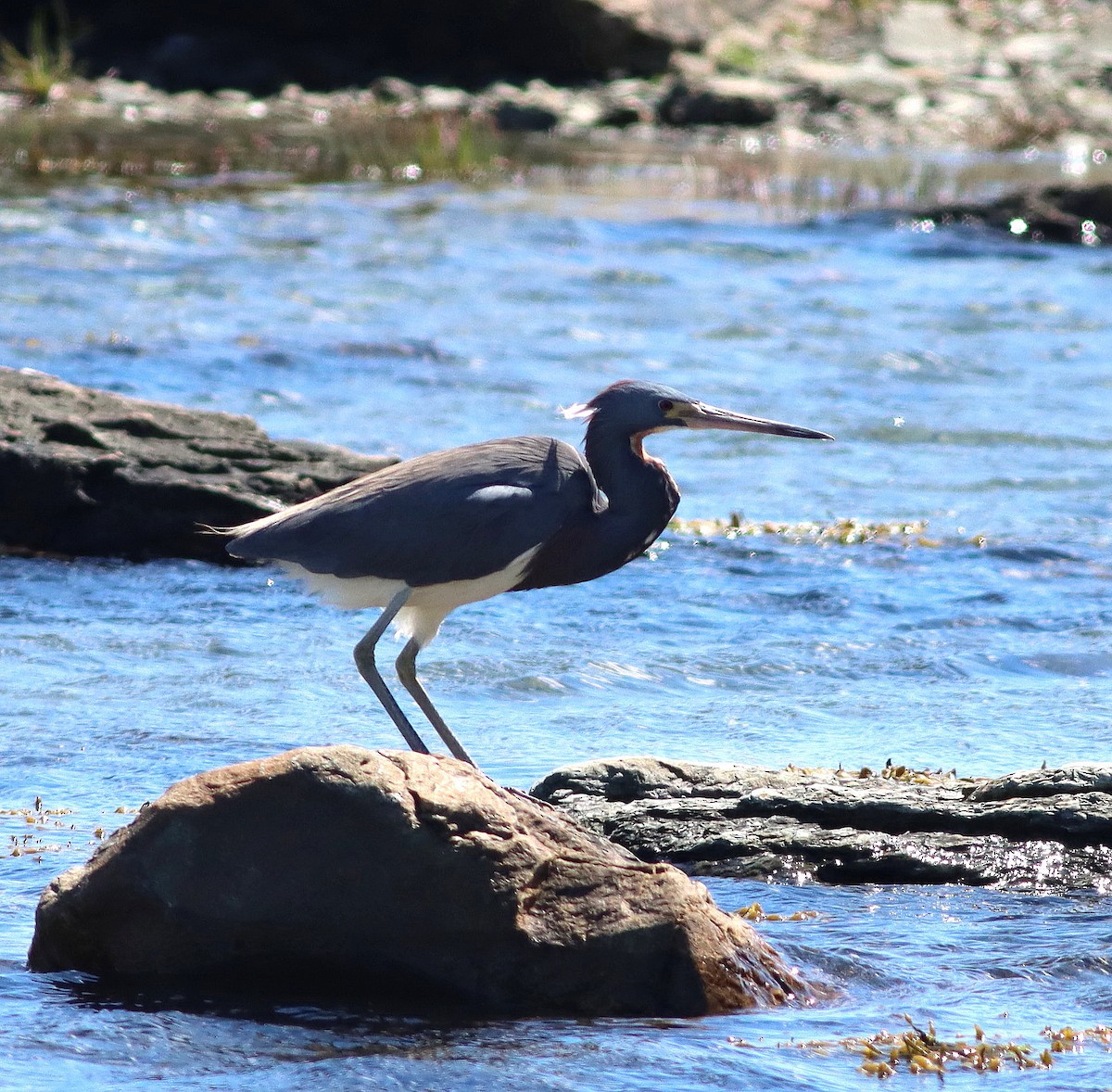 Tricolored Heron - ML465173261