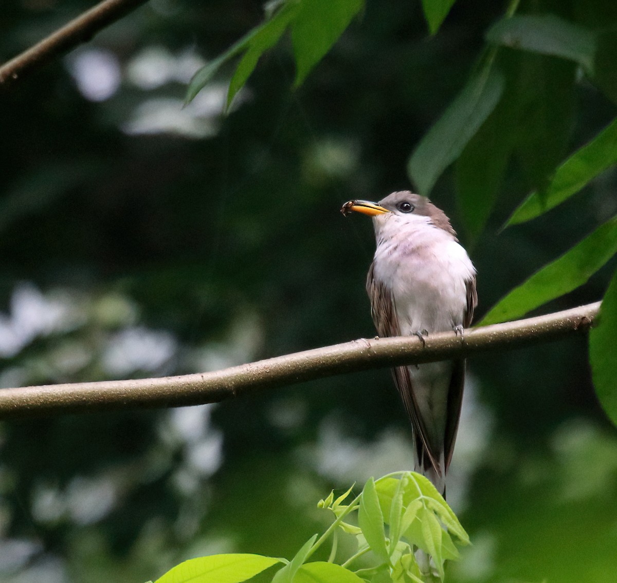 Yellow-billed Cuckoo - ML465173361