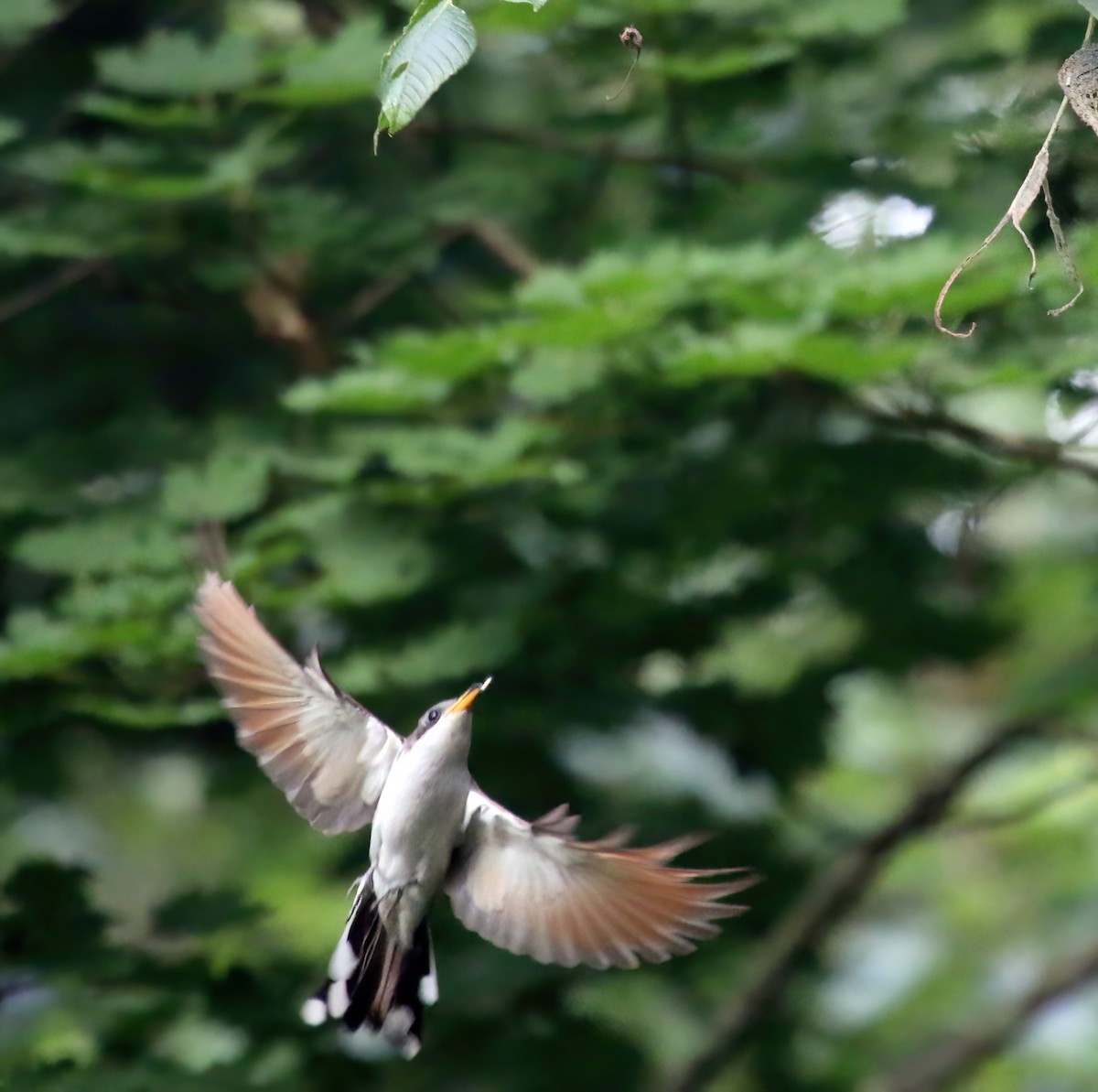 Yellow-billed Cuckoo - ML465173371