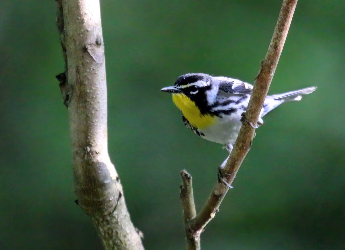 Yellow-throated Warbler - ML465173501