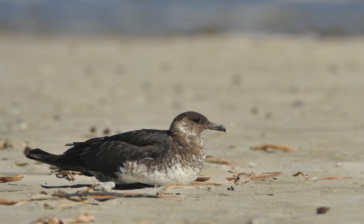 Pomarine Jaeger - Bryan Calk