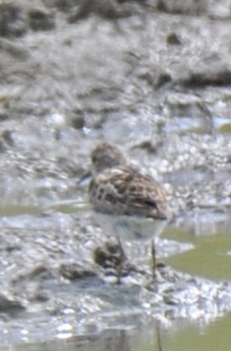 Least Sandpiper - ML465175941