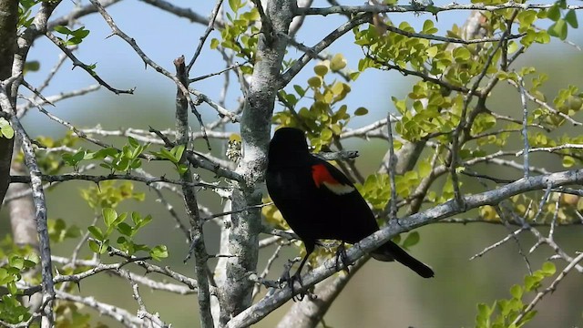 Red-winged Blackbird - ML465176221