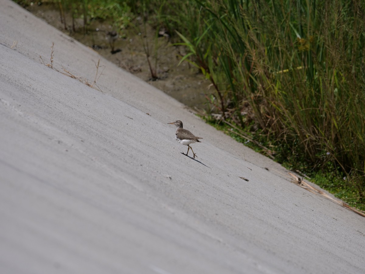 Spotted Sandpiper - ML465176261