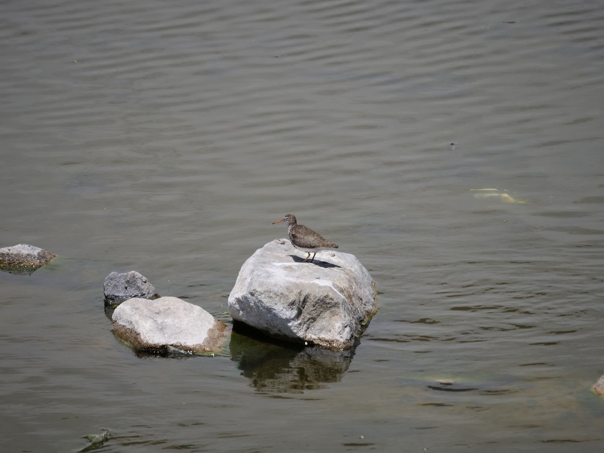 Spotted Sandpiper - ML465176301