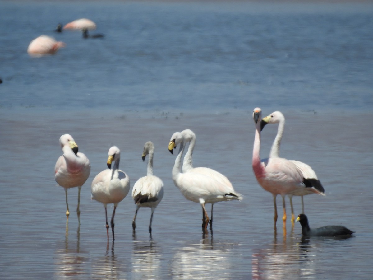 Jamesflamingo - ML465176381