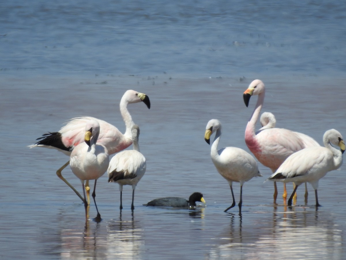 James's Flamingo - Sofia Lottersberger Marín