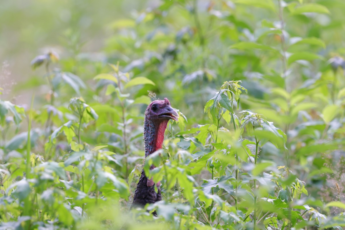 Wild Turkey - Chris Kennelly