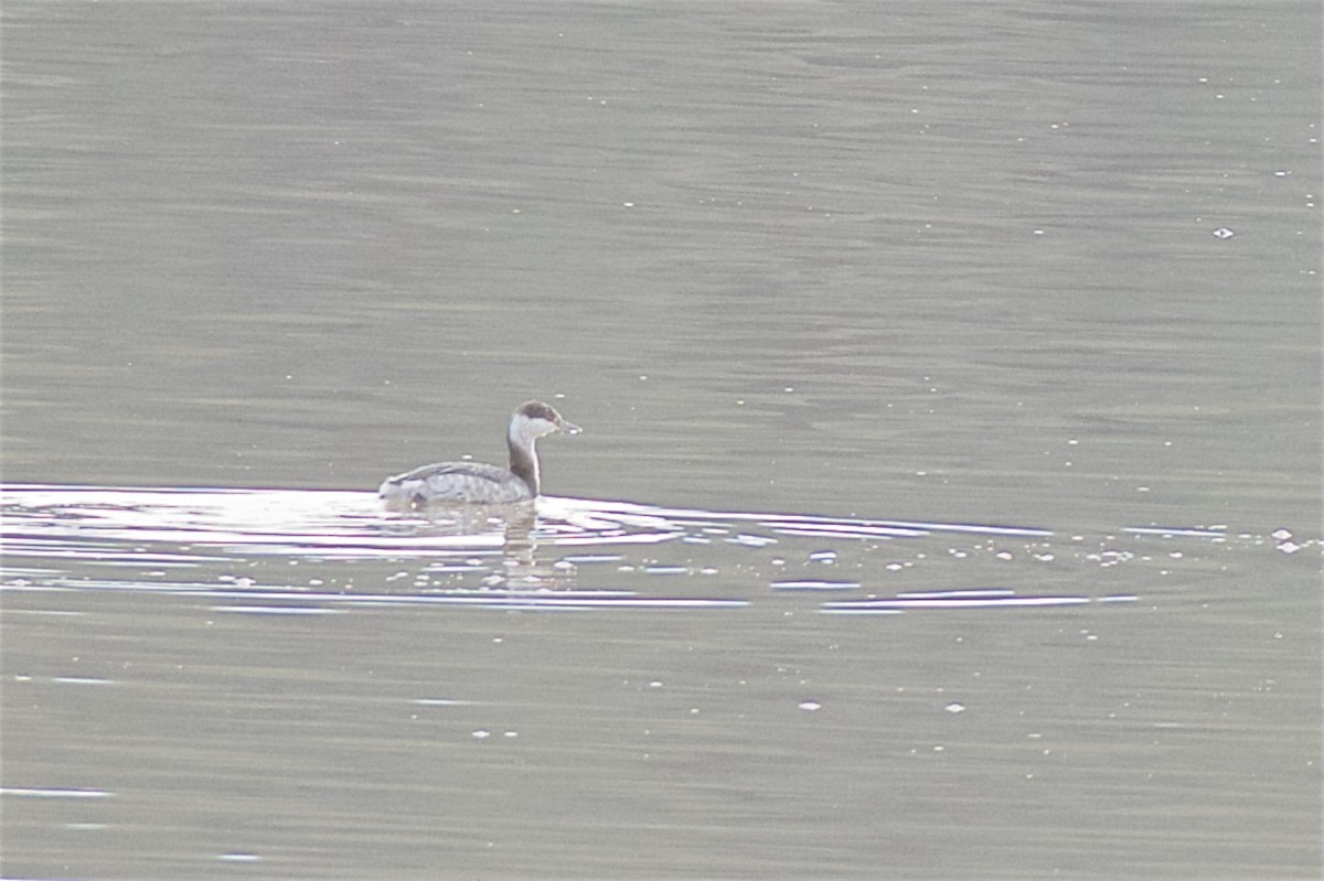 Horned Grebe - ML46517861