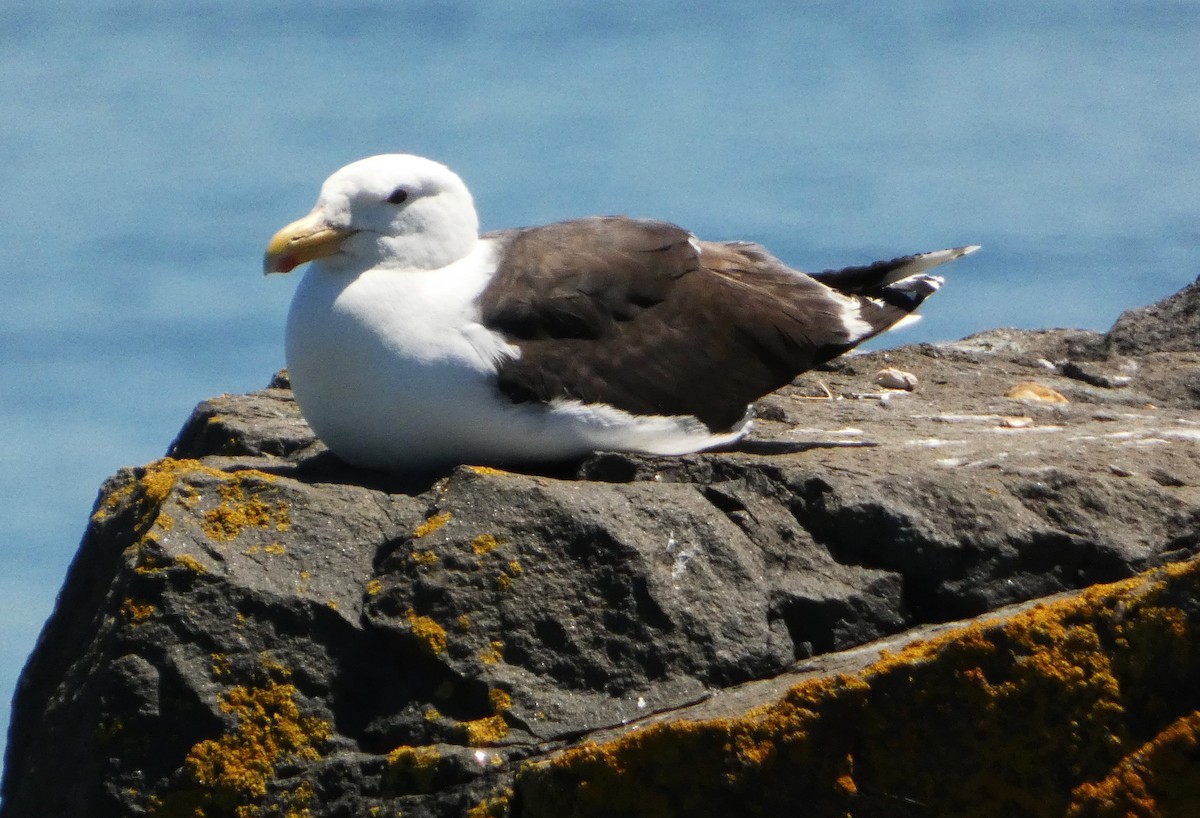 Great Black-backed Gull - ML465178631