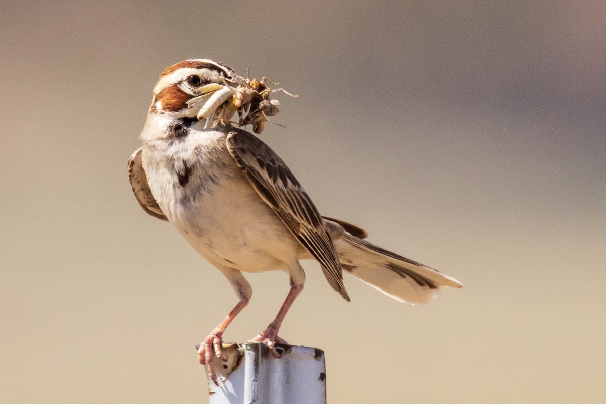 Lark Sparrow - Nathan  Shinkle