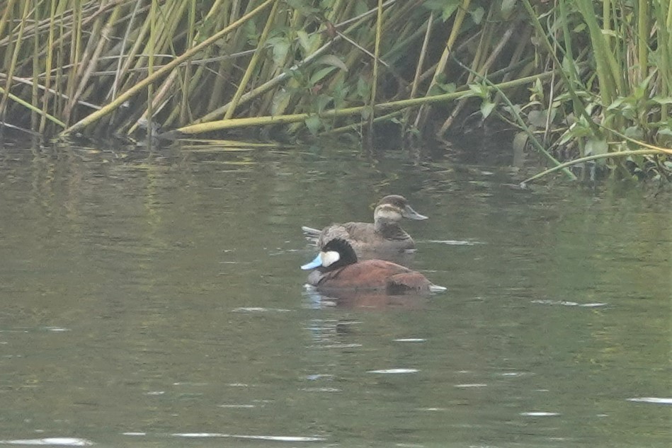 Ruddy Duck - ML465179811