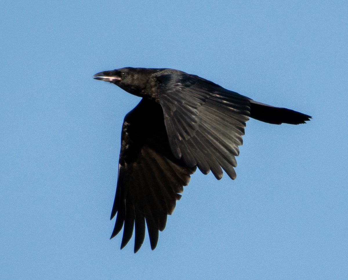 Common Raven - Patrick Shure