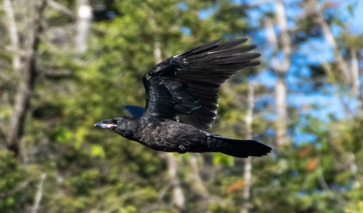 Common Raven - Patrick Shure