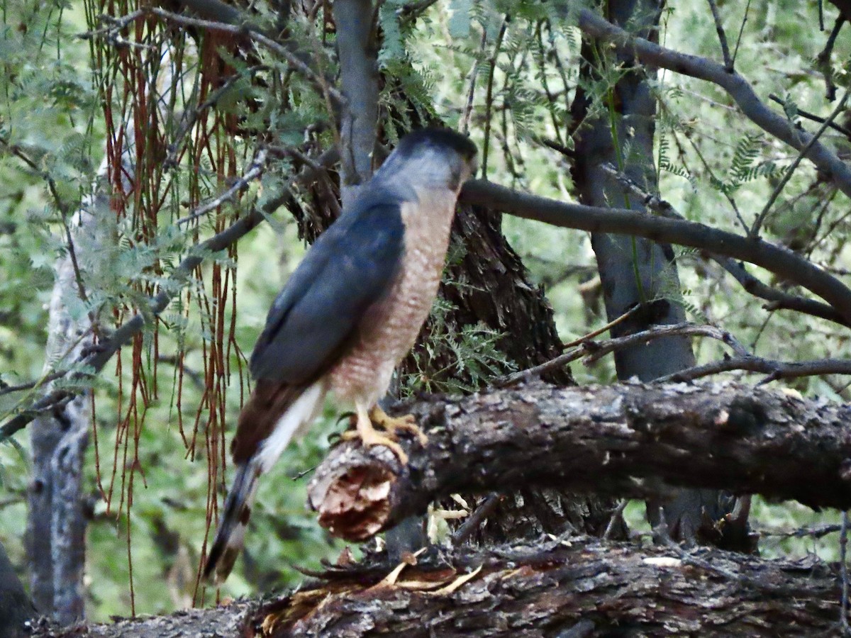 Cooper's Hawk - ML465182191