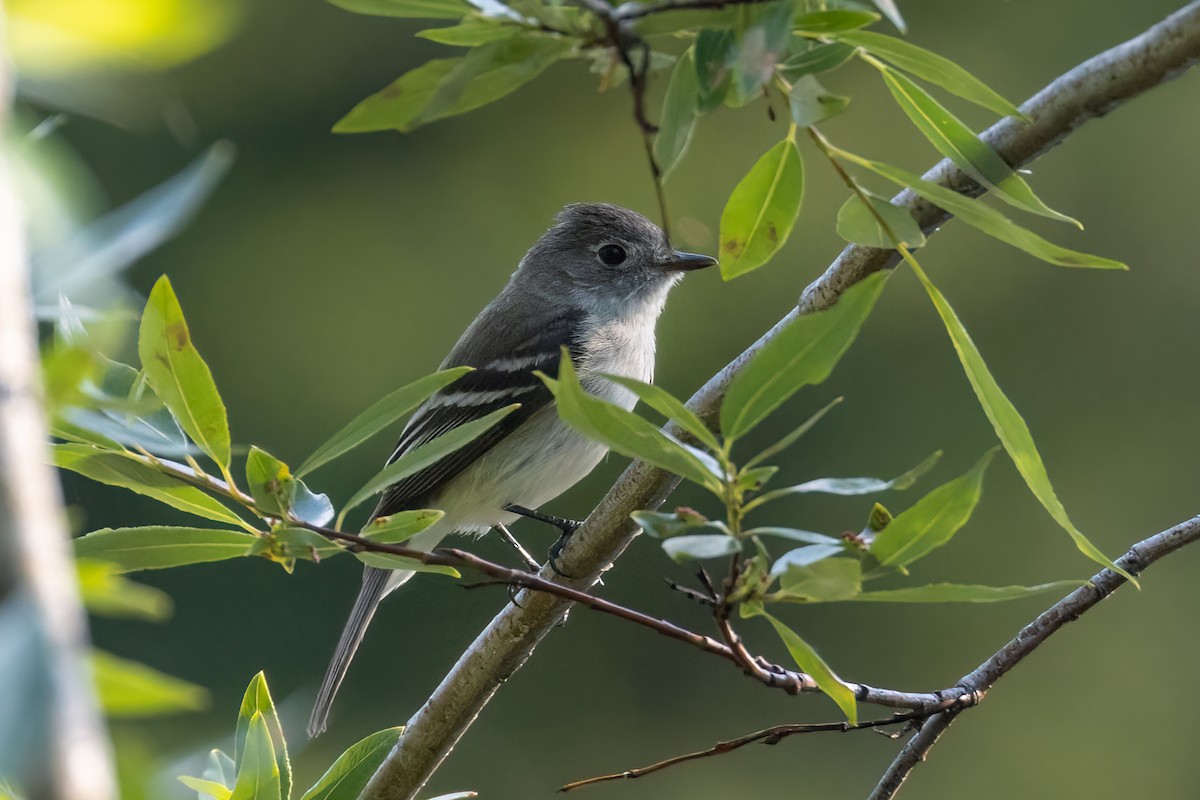 Least Flycatcher - Paul Leonard