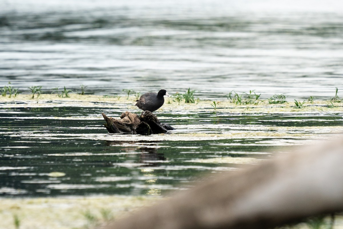 American Coot - ML465183811