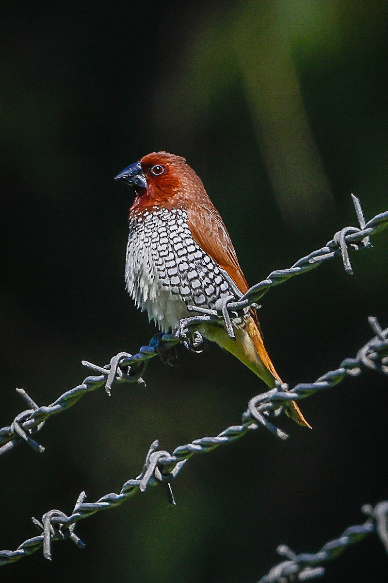 Scaly-breasted Munia - ML465183851