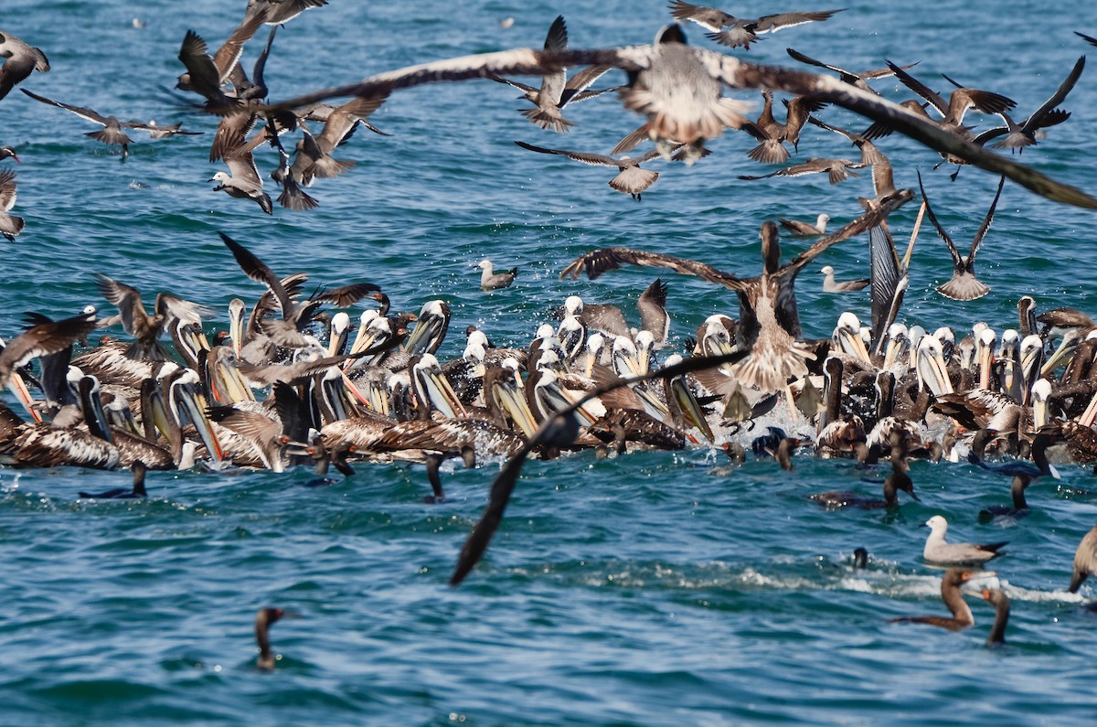 Peruvian Pelican - ML46518421