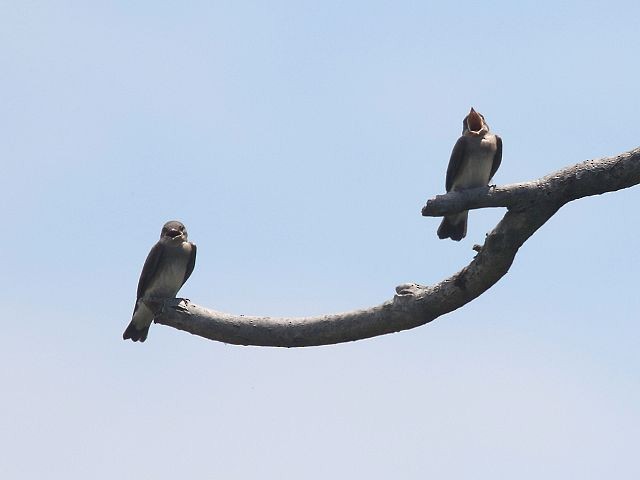 Hirondelle à ailes hérissées - ML465186211