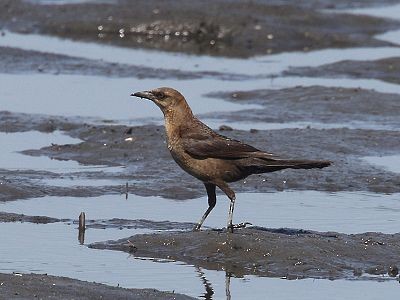 Boat-tailed Grackle - ML465186341