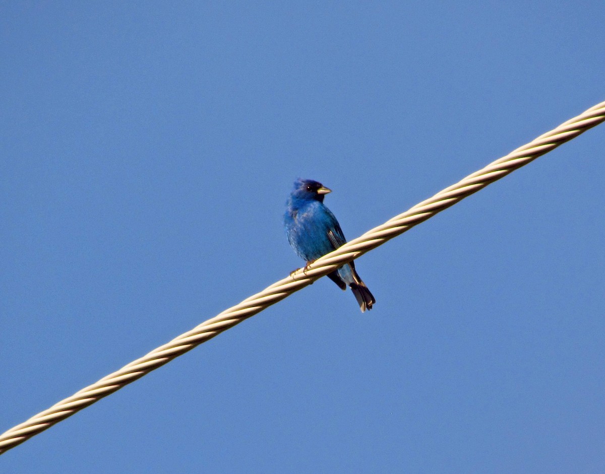 Indigo Bunting - ML465187161