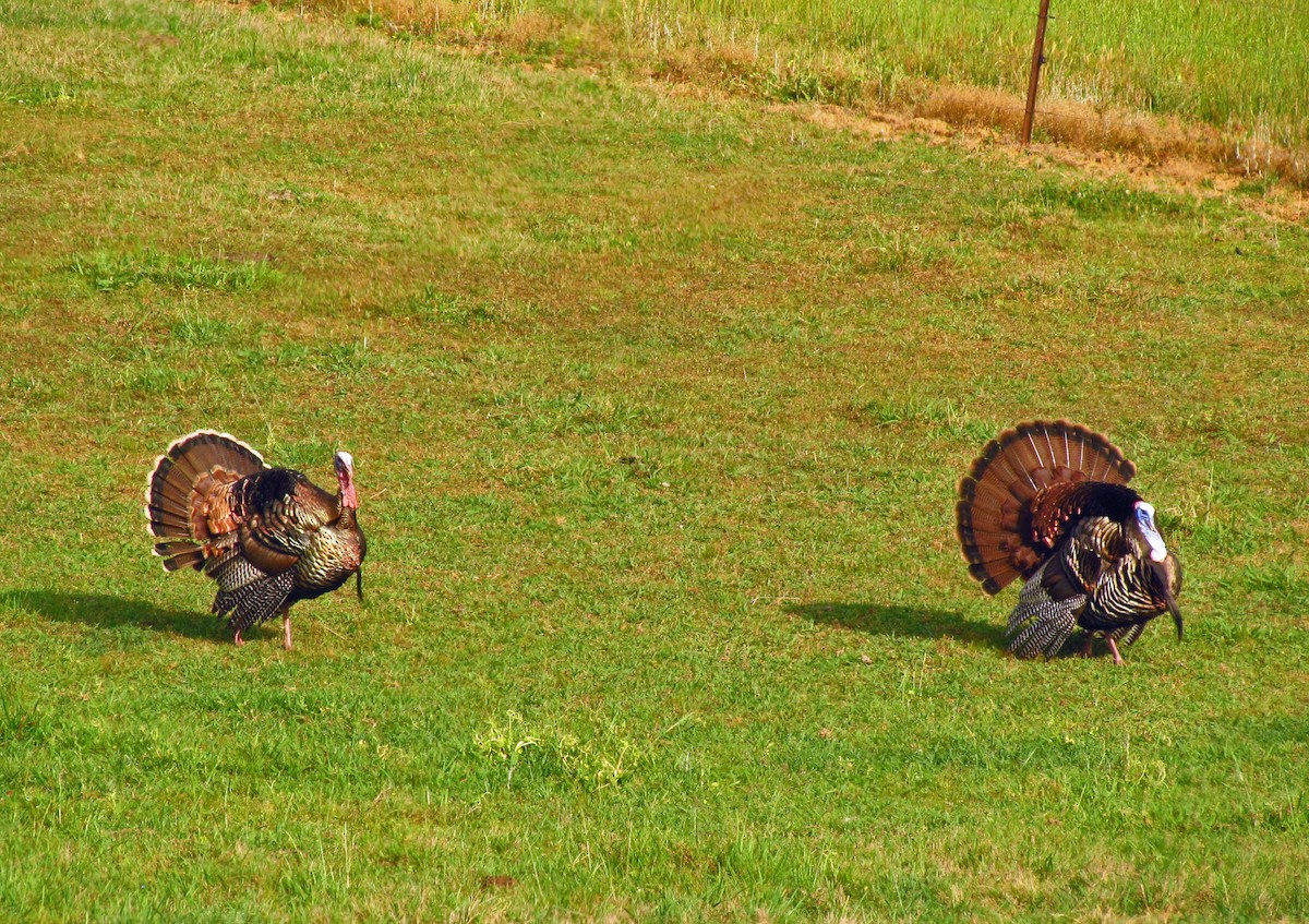 Wild Turkey - ML465187391