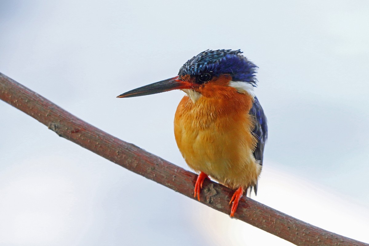 Malagasy Kingfisher - Nigel Voaden