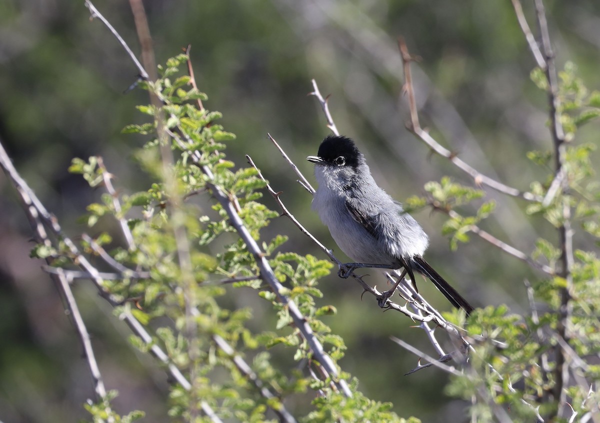 Black-tailed Gnatcatcher - ML465189441