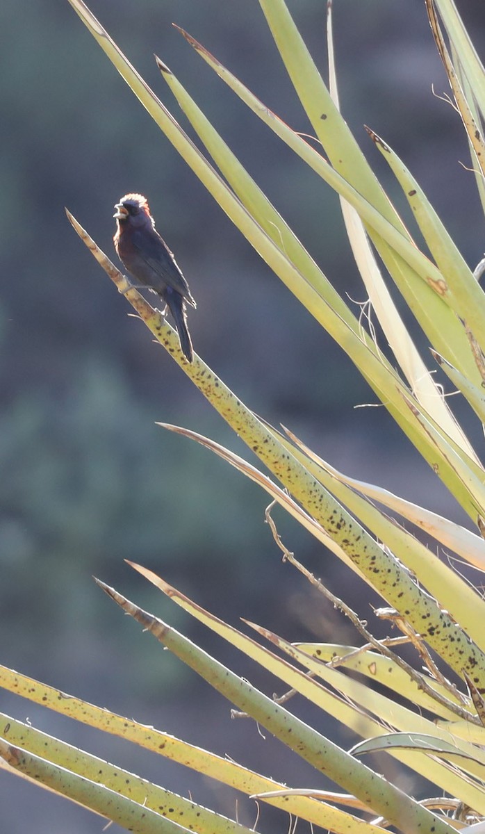 Varied Bunting - ML465190061