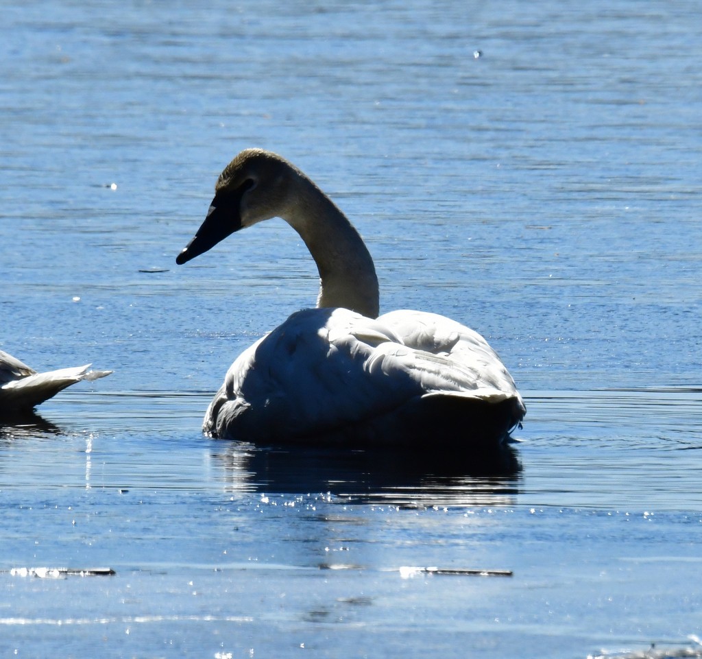 Cisne Trompetero - ML465190311