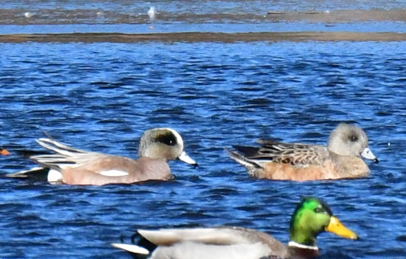 American Wigeon - ML465190541