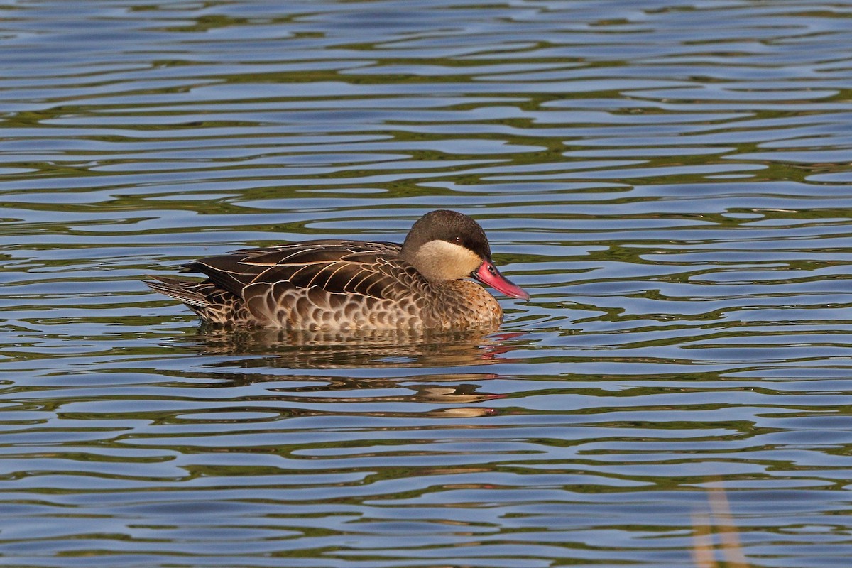 Red-billed Duck - ML46519071