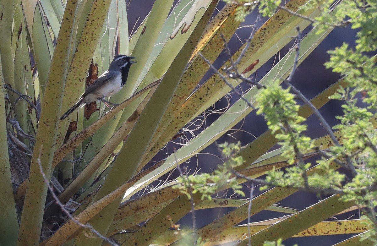 Black-throated Sparrow - Tom Forwood JR