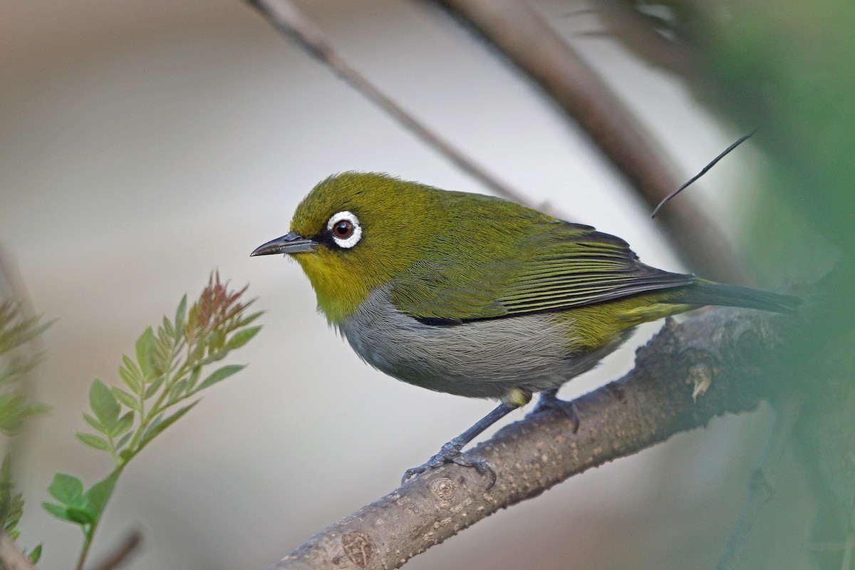 Malagasy White-eye - Nigel Voaden
