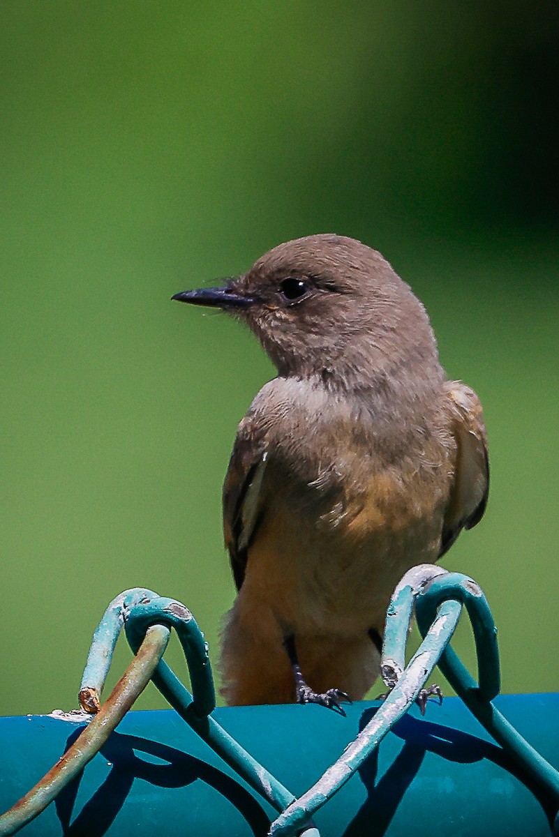 Say's Phoebe - ML465191841