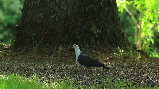 Pigeon leucomèle - ML465192