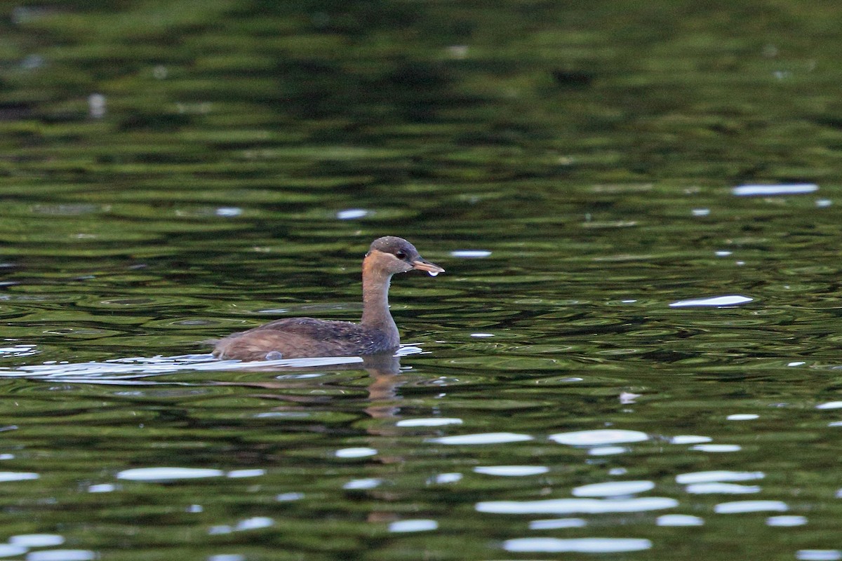 Madagascar Grebe - ML46519221